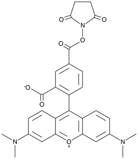 5-Carboxytetramethylrhodamine succinimidyl ester
