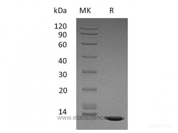 Transforming Growth Factor ß-2/TGFB2 Protein (recombinant human)