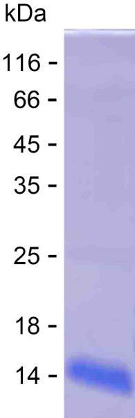 Recombinant Human TEN1 Protein