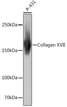 Anti-Collagen XVII/COL17A1