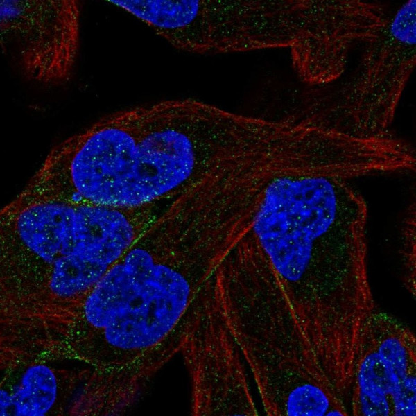 Anti-PCDHB11