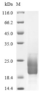 Protein A33 (A33R), partial, Vaccinia virus, recombinant