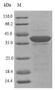 Eukaryotic translation initiation factor 3 subunit I (Eif3i), rat, recombinant