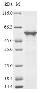 Mitochondrial protein import protein mas5 (mas5), Schizosaccharomyces pombe, recombinant