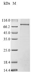 Nuclear cap-binding protein subunit 1 (NCBP1), human, recombinant