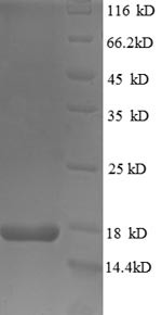 Teratocarcinoma-derived growth factor 1 (TDGF1), partial, human, recombinant
