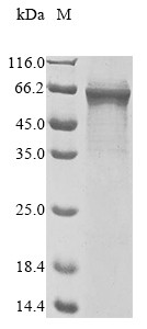 TNF receptor-associated factor 3 (TRAF3), human, recombinant