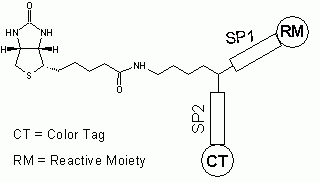 ReadiLink(TM) Protein Biotinylation Kit *Powered by Biotin Visionization Technology*