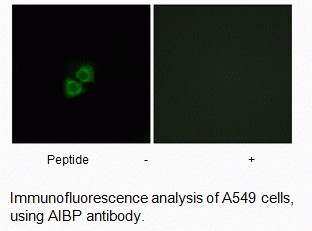 Anti-AIBP
