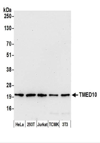 Anti-TMED10/TMP21