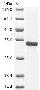 Enoyl-CoA hydratase,mitochondrial (Echs1), mouse, recombinant