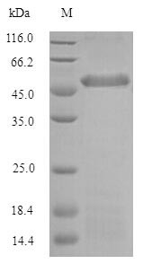 Pentraxin-related protein PTX3 (PTX3), bovine, recombinant