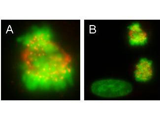 Anti-CENP-E (Centromere Protein E, KIF-10), clone 1H12