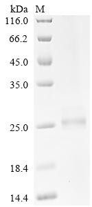 Interferon alpha-2 (Ifna2), recombinant mouse