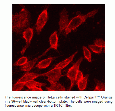 Cell Navigator(TM) Cell Plasma Membrane Staining Kit *Orange Fluorescence*