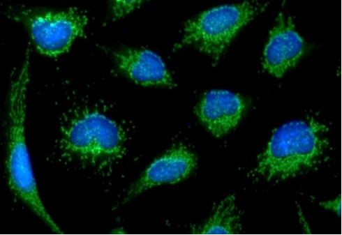 Anti-BMP7, clone 4E7