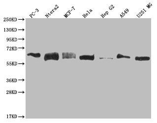 Anti-USP14 Recombinant Monoclonal, clone 28C4