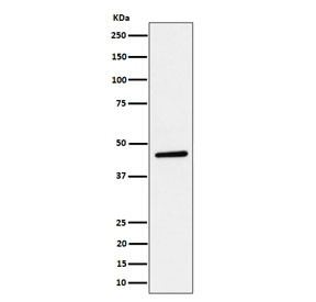 Anti-PLEKHA1 / PH domain-containing family A member 1 / TAPP1, clone 29P53