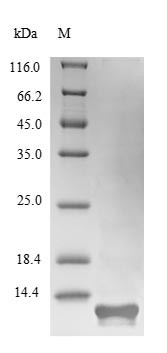 Hydrophobin-2 (hfb2), Hypocrea jecorina, recombinant