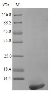 Persephin protein (PSPN), partial (Active), human, recombinant