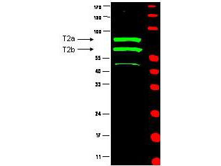 Anti-Cyclin-T2