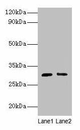 Anti-Cd82