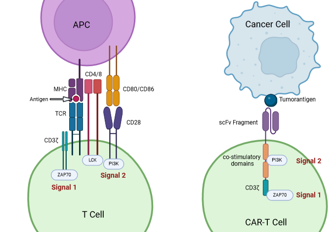 Signal_Cascade_CAR-T