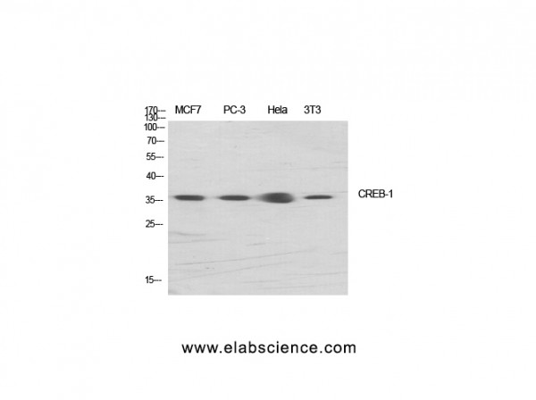 Anti-CREB-1