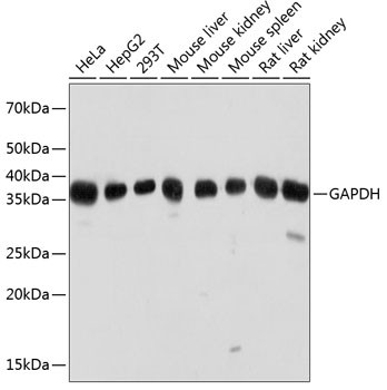 Anti-GAPDH Mouse (High Dilution) (CABC033)