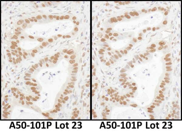 Anti-Goat IgG-heavy and light chain, HRP conjugated