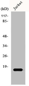 Anti-GADD45G