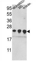 Anti-Peroxiredoxin 2