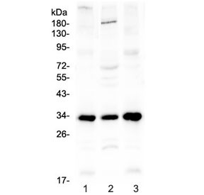 Anti-MyD88