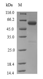 Probable tRNA N6-adenosine threonylcarbamoyltransferase (OSGEP), human, recombinant