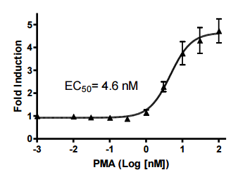 NF-kappaB Luciferase Reporter Jurkat Cell Line