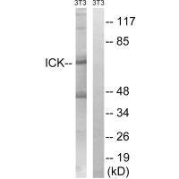 Anti-ICK (Ab-159)
