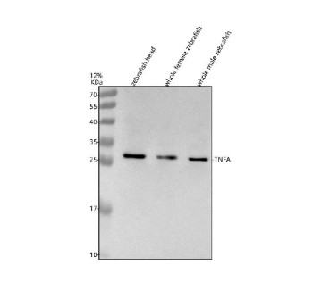 Anti-Zebrafish Tnfa / Tnf alpha