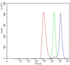 Anti-TRIM67 / Tripartite motif-containing protein 67