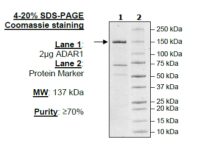 ADAR1, FLAG-Tag