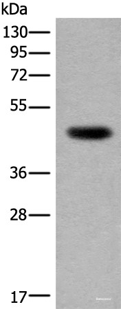 Anti-CDKL4