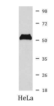 Anti-TRF1