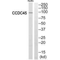 Anti-CEP95