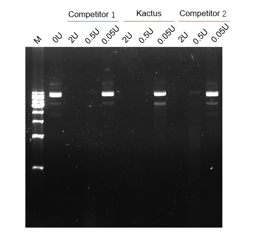 DNase I, RNase-free, GMP-Grade DMF #038032