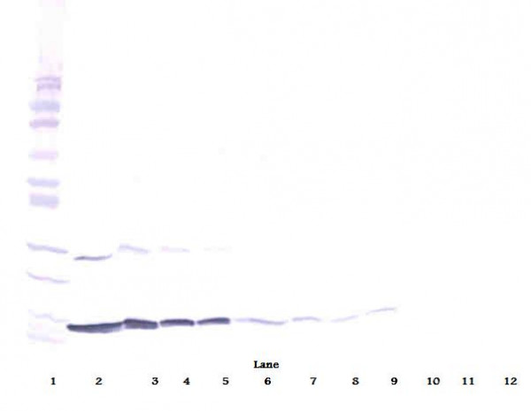 Anti-IFN-gamma