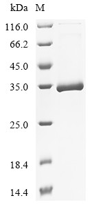 Collagen alpha-1 (VIII) chain (COL8A1), partial, human, recombinant