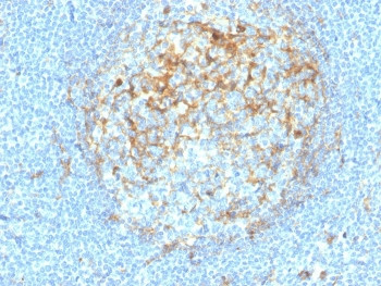 Anti-CD14, clone LPSR/4180R