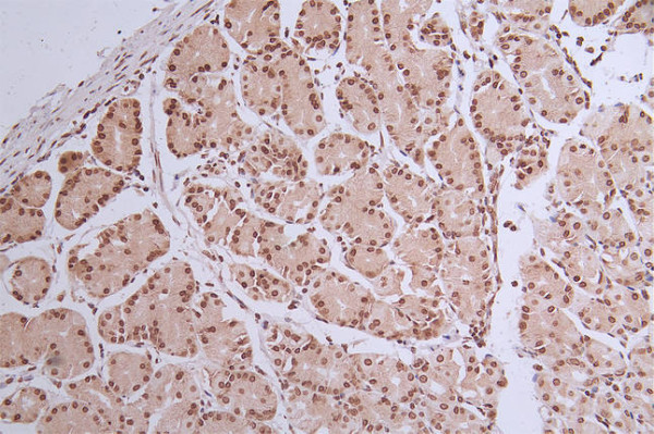 Anti-HIST1H1C Recombinant Monoclonal, clone 16H4