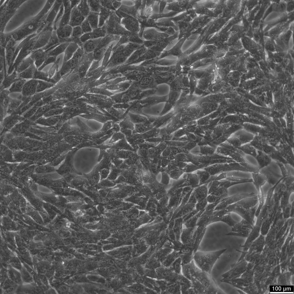 Panc02 Cells