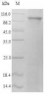 Prolyl endopeptidase FAP (Fap), partial, mouse, recombinant