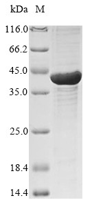 Left-right determination factor 2 (LEFTY2), human, recombinant